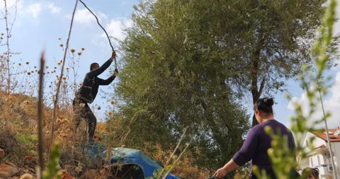 Man harvests olive tree with pole as woman holds tarp Stock Footage 341005342