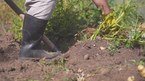 A man harvests potatoes in a field pulling out a bush Stock Footage 160062087