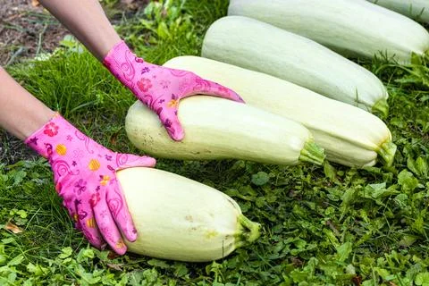 A man harvests zucchini in a garden plot Foto stock