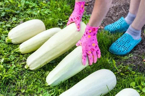 A man harvests zucchini in a garden plot. Foto stock