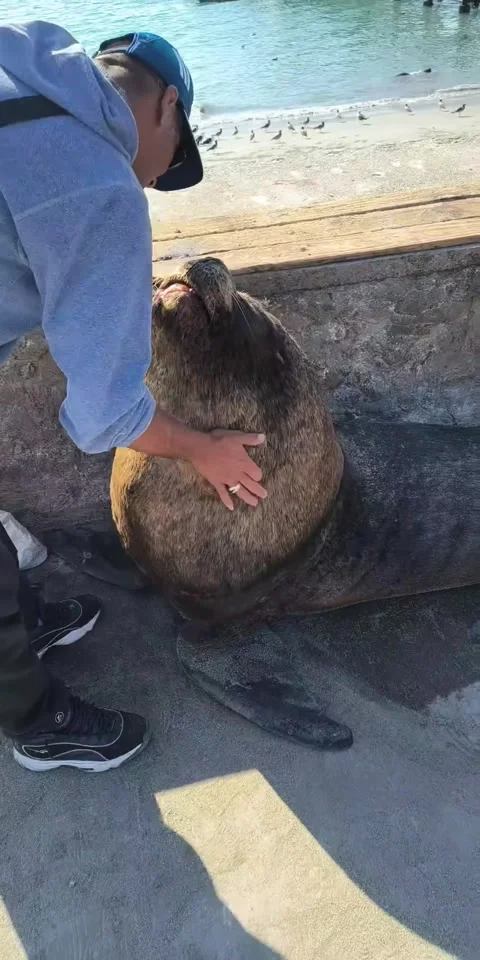 Man Has a Beautiful Connection With Sea Lion, Antofagasta, Chile - 06 Mar 2026 Stock Footage 342571013