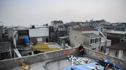 The man has been breeding pigeons on the roof Stockbeeldmateriaal 63061121