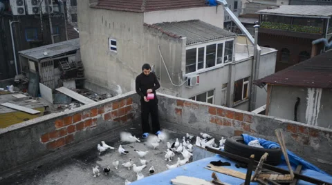 The man has been breeding pigeons on the roof Video stock 63061131