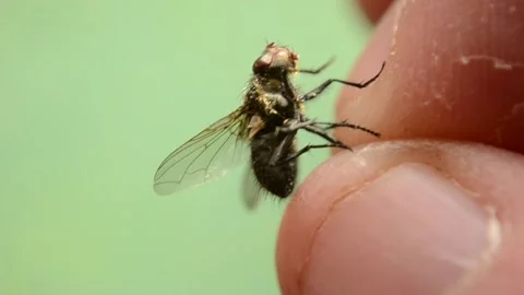 A man has caught a fly by its leg and is holding it with his fingers. Stock Footage 140250215