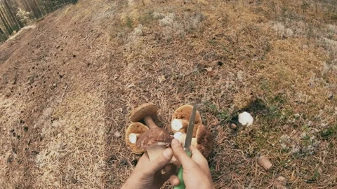 A man has found a white mushroom in the forest. Stock Footage 159726310