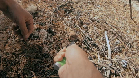 A man has found a white mushroom in the forest. Stock Footage 159726411