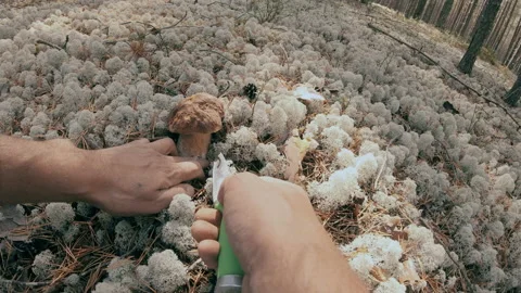 A man has found a white mushroom in the forest. Stock Footage 159726458
