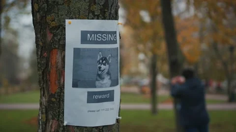 The man has lost his best friend a husky puppy. The owner posts an ad banner Stock Footage 143976568