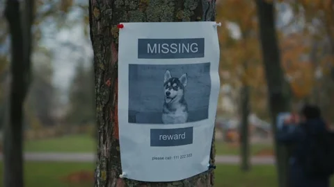The man has lost his best friend a husky puppy. The owner posts an ad banner Stock Footage 143976888