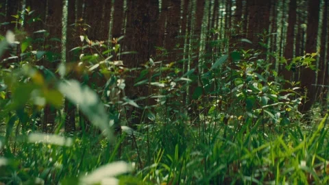 Man, Hat, Hiking, Forest Stock Footage 308539072