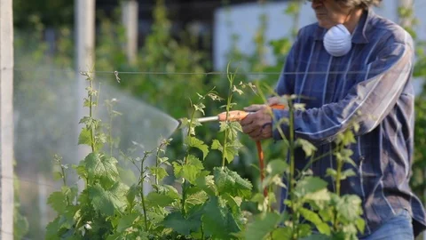 Man with hat or vintner spraying pesticides on vineyard Stock Footage 89471424