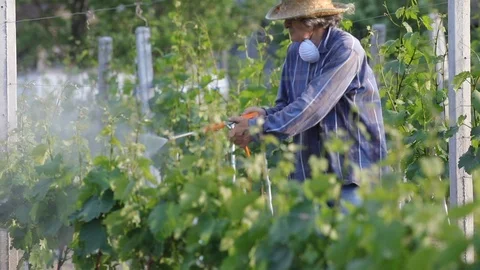 Man with hat or vintner spraying pesticides on vineyard Stockbeeldmateriaal 89471720