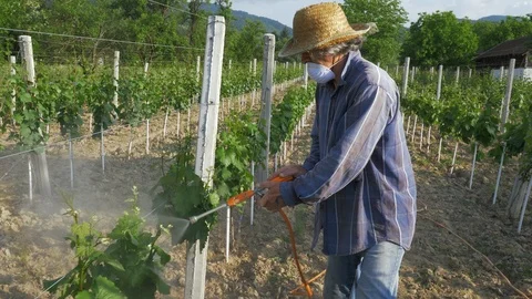Man With Hat Or Vintner Spraying Pesticides On Vineyard Stockbeeldmateriaal 89480451
