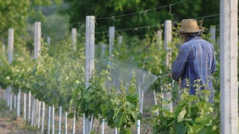 Man With Hat Or Vintner Spraying Pesticides On Vineyard Stockbeeldmateriaal 89480788