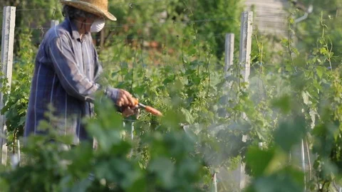 Man with hat or vintner spraying pesticides on vineyard Stockbeeldmateriaal 89481508