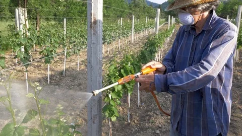 Man With Hat Or Vintner Spraying Pesticides On Vineyard Stockbeeldmateriaal 89503919