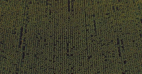 Man in a hat is walking across the field with sunflowers. Aerial view video from Vídeo Stock 114295648