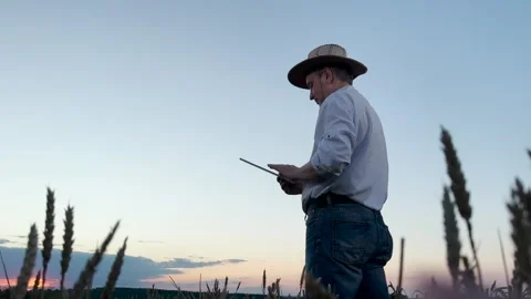 Man in a hat working on a tablet in the field, Farmer digital monitoring crops Stock Footage 317911715