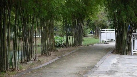 Man having a walk on a walkway Stock Footage 83305922