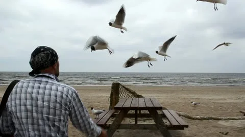 Man headscarf on head feed fly seagull gull bird background sea Stock Footage 14124275