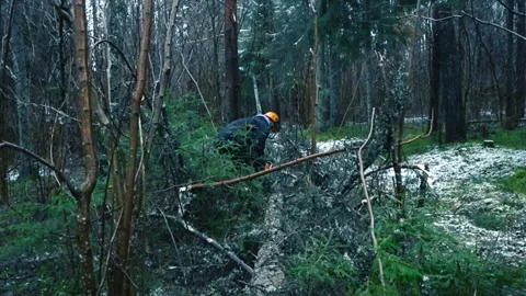 Man with helmet and a chainsaw cutting a fallen tree into pieces in a winter Stock Footage 323414208