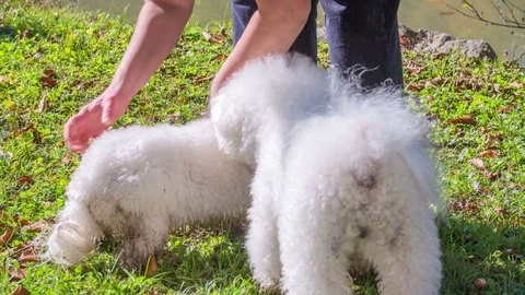 A man is helping the puppy and he is taking a small stick off his hair Video stock 83774581