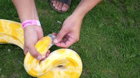 Man helps remove old skin snake Stock Footage 65215785