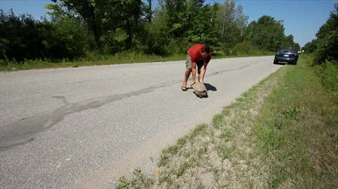 Man Helps Snapping Turtle (Chelydra serpentina) Across Road. Stock Footage 11867315