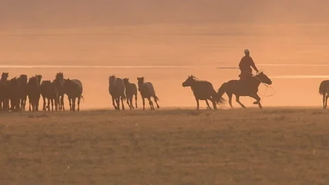 A man herding horses 4K Stock Footage 168924914