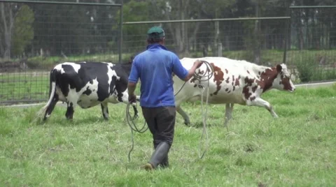 Man herding livestock of cows Stockbeeldmateriaal 65384805