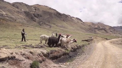 Man herding llamas in the field Video stock 67999868