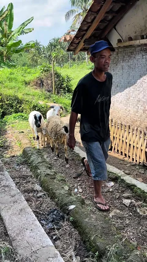 Man herding sheep at the farm Stock Footage 333693510