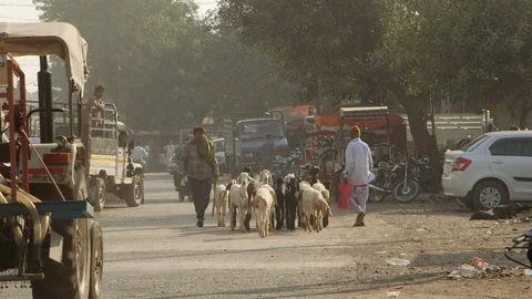 A man herding some goats down a busy road in rural India. Stock Footage 95546932