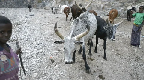 A man herds cows along the roadside in Ethiopia Stock Footage 48633335