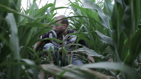 Man hiding on the cornfield Stock Footage 57649137
