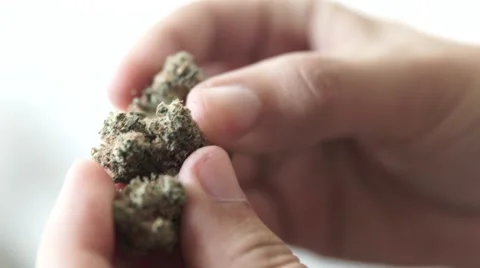 Man With High Grade Green Marijuana Plant Medical Handling 420 Gram Stock Footage