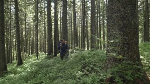 A man on a hike in the forest climbs the mountains. Stock Footage 214330177
