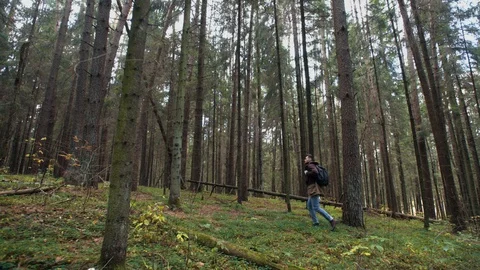 Man hike through tall trees in autumn forest. Traveler trekking in pine woodland Video stock 119024346