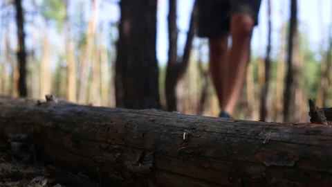 Man hiker with a backpack steps over a fallen log while hiking in the woods Stock Footage 150260180