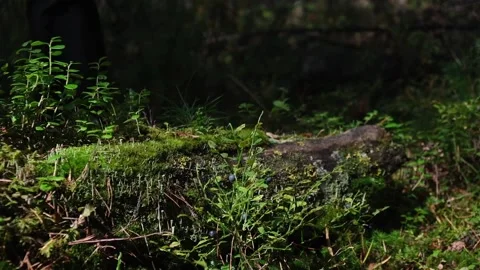 Man hiker with backpack steps over fallen log during a hike in the wild forest. Video stock 195204611