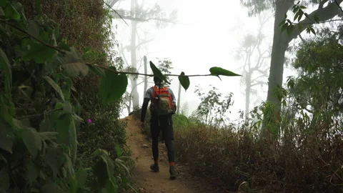 Man hiker with backpack walks fast up hill in foggy forest Stock Footage 162941992