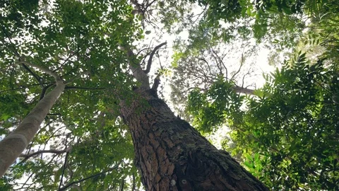 Man hiker is touching and looking bark of huge tree in forest during trekking. Stock Footage 116405024