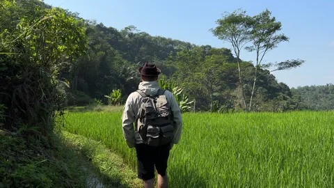 Man Hiker Walking Through Green Rice Field Landscape, Tracking Shot Stock Footage 323777645