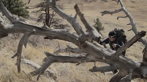 Man hikes by dead tree Video stock 51326844