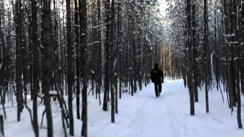 Man hikes through a burnt forest Stock Footage 169131234