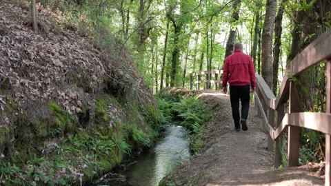 Man hiking along a forest stream path Stock Footage 344531115