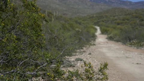 A man hiking and exploring on a desert trail Stock Footage 239562786