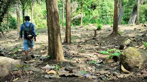 Man hiking and exploring forest area Stock Footage 213150990
