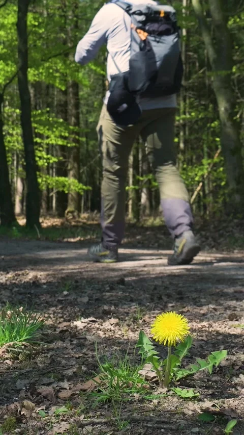 Man Hiking With Backpack Walking Past Dandelion On Forest Path Stock Footage 335477044