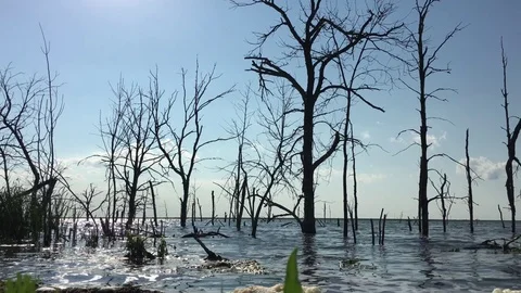 Man Hiking on Beach of Dead Trees 스톡 동영상 78518545